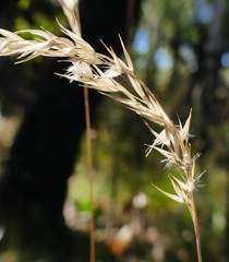 Rytidosperma tenuius