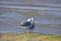 Larus glaucescens × occidentalis