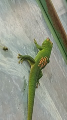 Phelsuma grandis