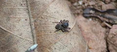 Salticidae