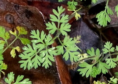 Chaerophyllum tainturieri