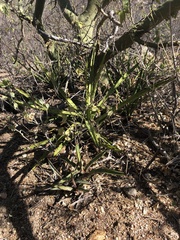 Agave datylio