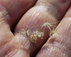 Rytidosperma tenuius