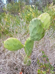 Opuntia anahuacensis