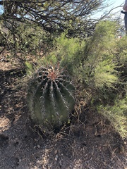 Ferocactus townsendianus