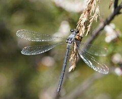 Austroargiolestes calcaris
