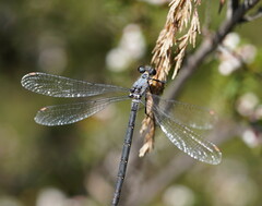 Austroargiolestes calcaris
