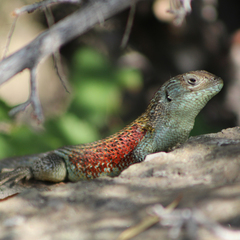 Liolaemus nitidus