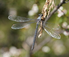 Austroargiolestes calcaris