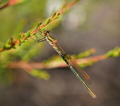 Austrolestes cingulatus