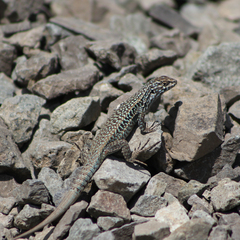 Liolaemus nigroviridis
