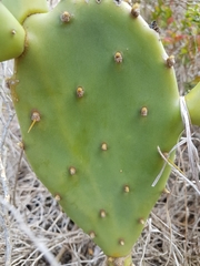 Opuntia anahuacensis