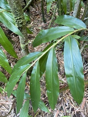 Hedychium