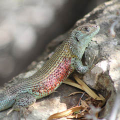 Liolaemus nitidus