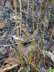 Rytidosperma tenuius