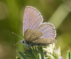 Plebejus anna