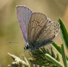 Plebejus anna