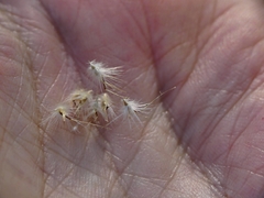 Rytidosperma tenuius