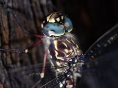 Austroaeschna parvistigma