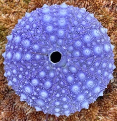 Strongylocentrotus purpuratus