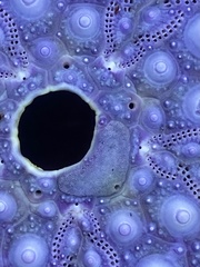 Strongylocentrotus purpuratus