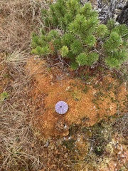 Strongylocentrotus purpuratus