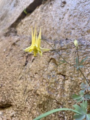 Aquilegia chrysantha