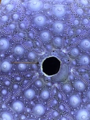 Strongylocentrotus purpuratus