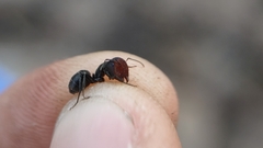 Camponotus ulcerosus