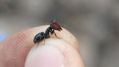 Camponotus ulcerosus
