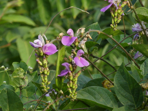 Canavalia gladiata