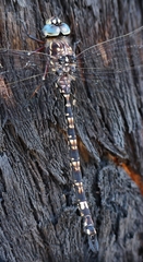 Austroaeschna parvistigma