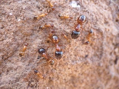 Camponotus sansabeanus