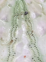 Euechinoidea