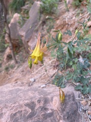 Aquilegia chrysantha