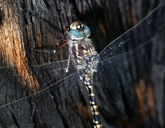 Austroaeschna parvistigma