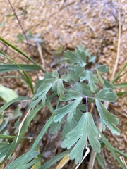 Aquilegia chrysantha