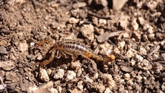 Superstitionia donensis