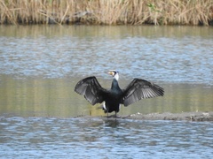 Phalacrocorax carbo sinensis