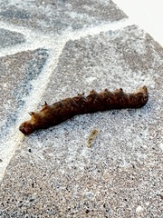 Spodoptera dolichos