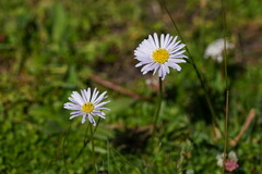 Brachyscome spathulata