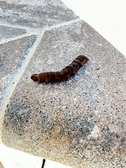 Spodoptera dolichos