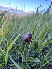 Fritillaria biflora
