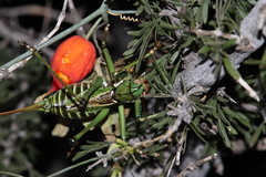 Neobarrettia spinosa