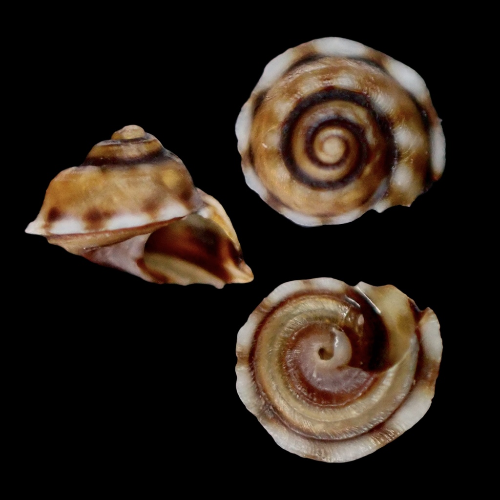 Peasiella habei