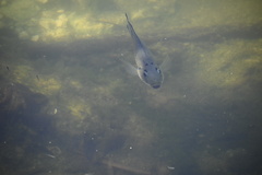 Sarotherodon melanotheron