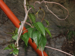 Schisandra arisanensis