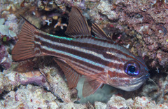 Ostorhinchus compressus