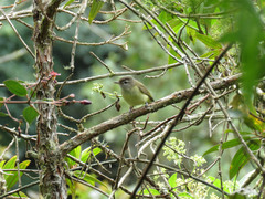 Vireo leucophrys
