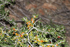 Schaefferia cuneifolia